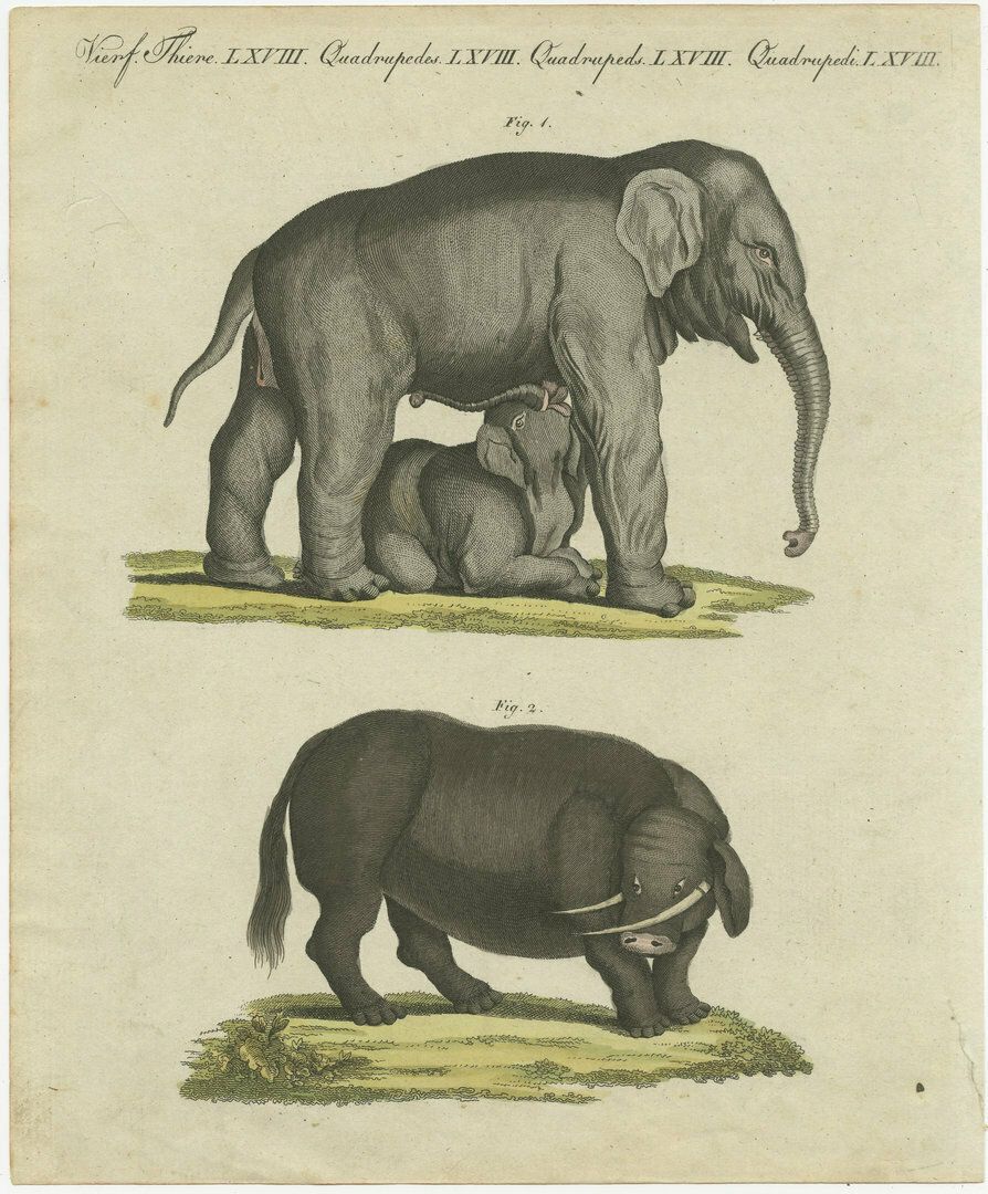 Original Antique Print Of The Indian Elephant And The Mythical Beast Sukotyro