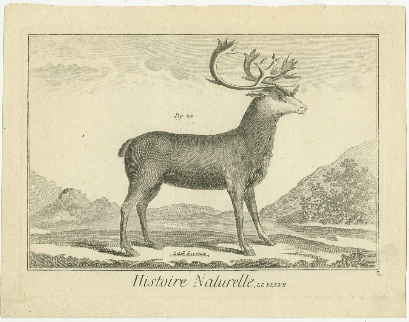 Original Antique Print Of A Deer