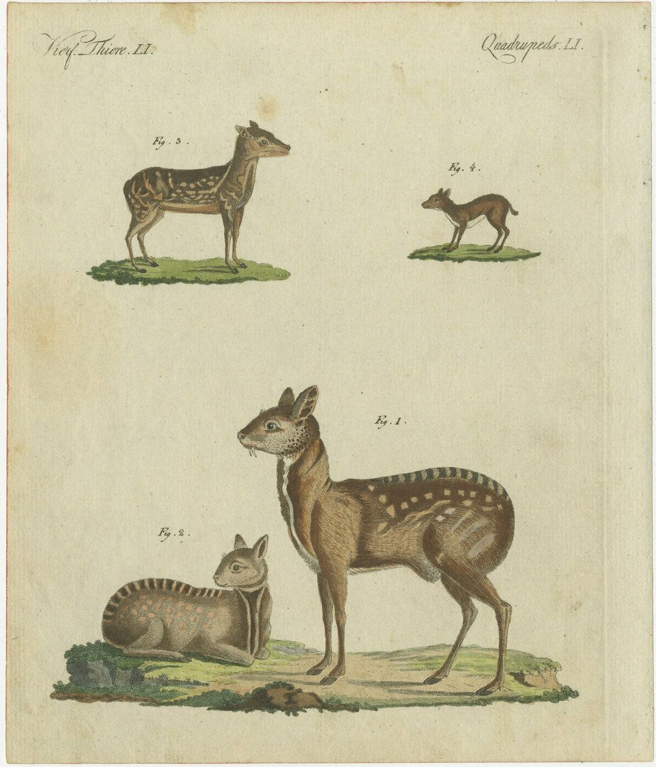 Original Antique Print Of Musk Deer And An Antelope