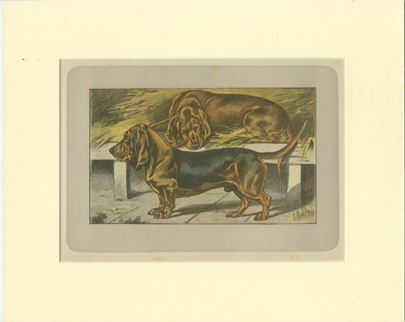 Antique Dog Print Of The Basset Ardennais