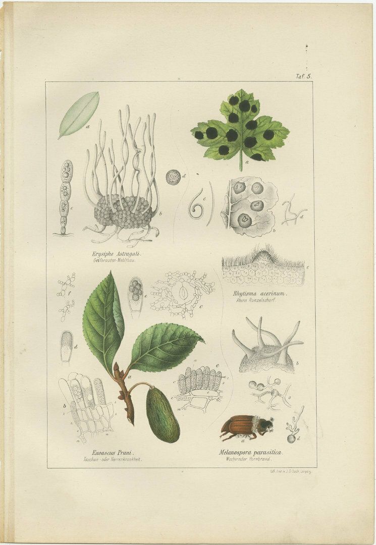 Set Of 5 Antique Mycology Prints Of Various Fungi photo furniture