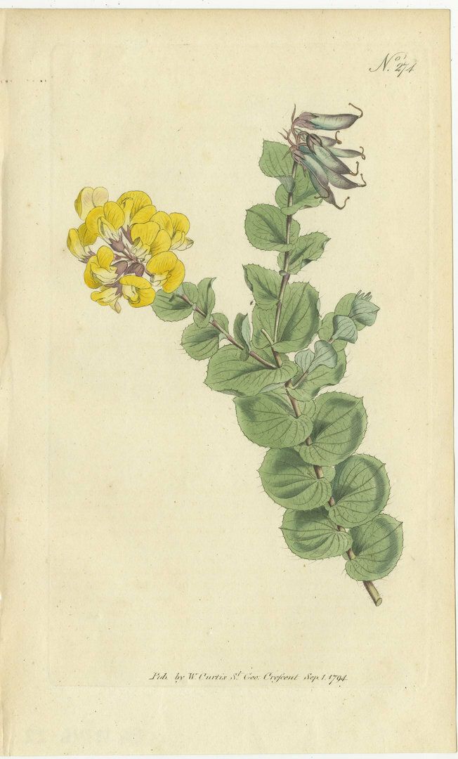 Set Of 3 Antique Botany Prints   Common Cytisus   Borbonia   Cistus photo for sale