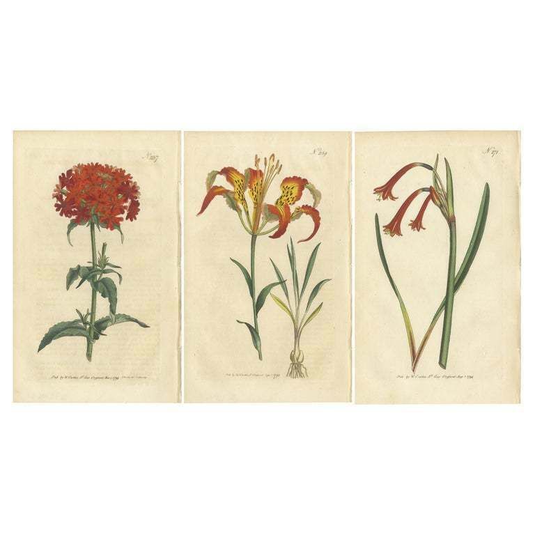 Set Of 3 Antique Botany Prints   Scarlet Lychnis   Lily   Cyrtanthus