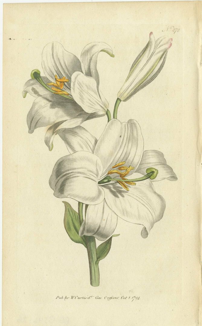 Antique Botany Print Of Litium Candidum Or White Lily