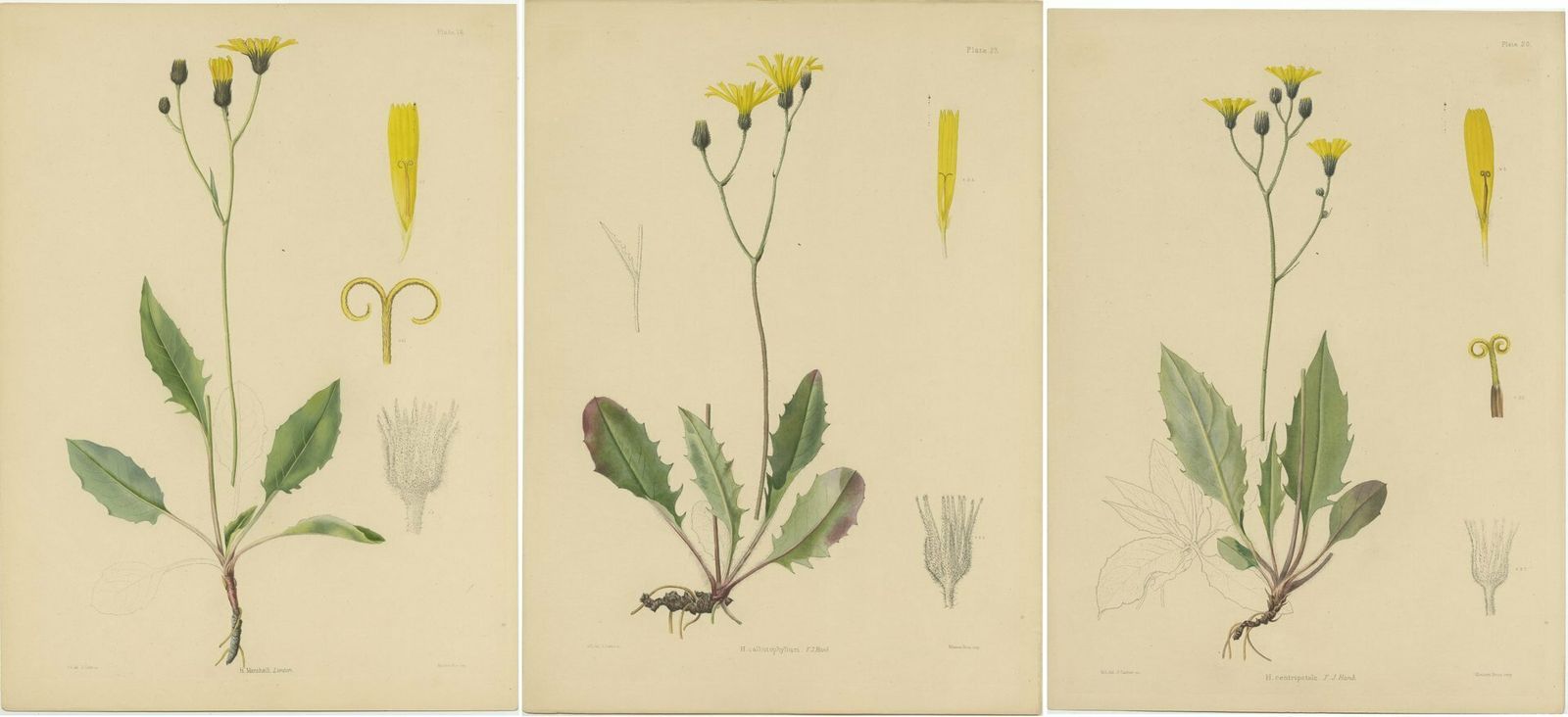 Set Of 3 Antique Botany Prints H. Marshalli And Other Flowering Plants