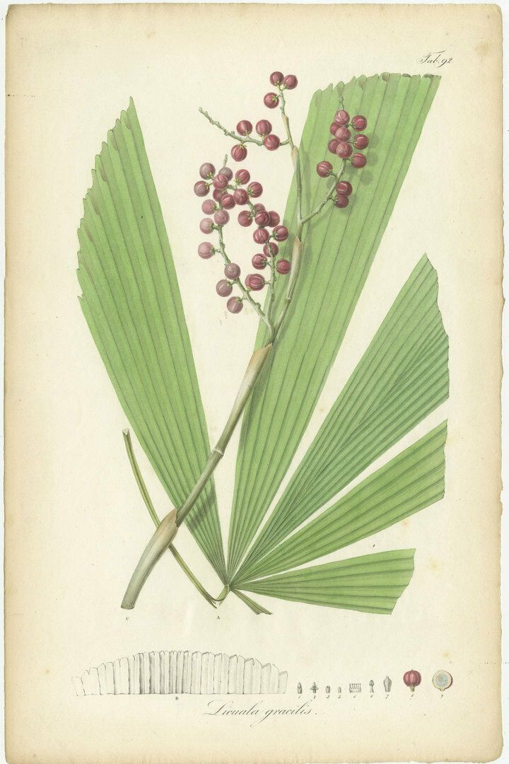 Antique Botany Print Of Licuala Gracilis, A Fan Palm