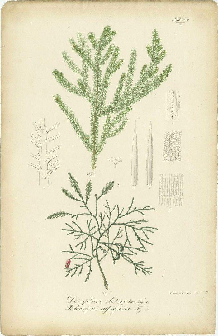 Antique Botany Print Of Dacrydium Elatum And A Podocarpus Species