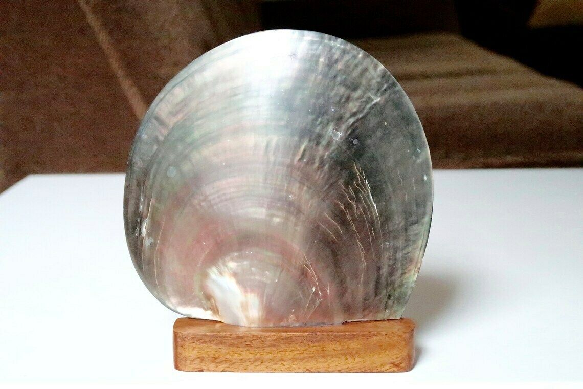Polished Pearl Oyster, Wooden Base, Cabinet Of Curiosities, 1970s / Boho Jewelry Display Tray Bohemian Folk Nautical Mother Of Pearl photo furniture