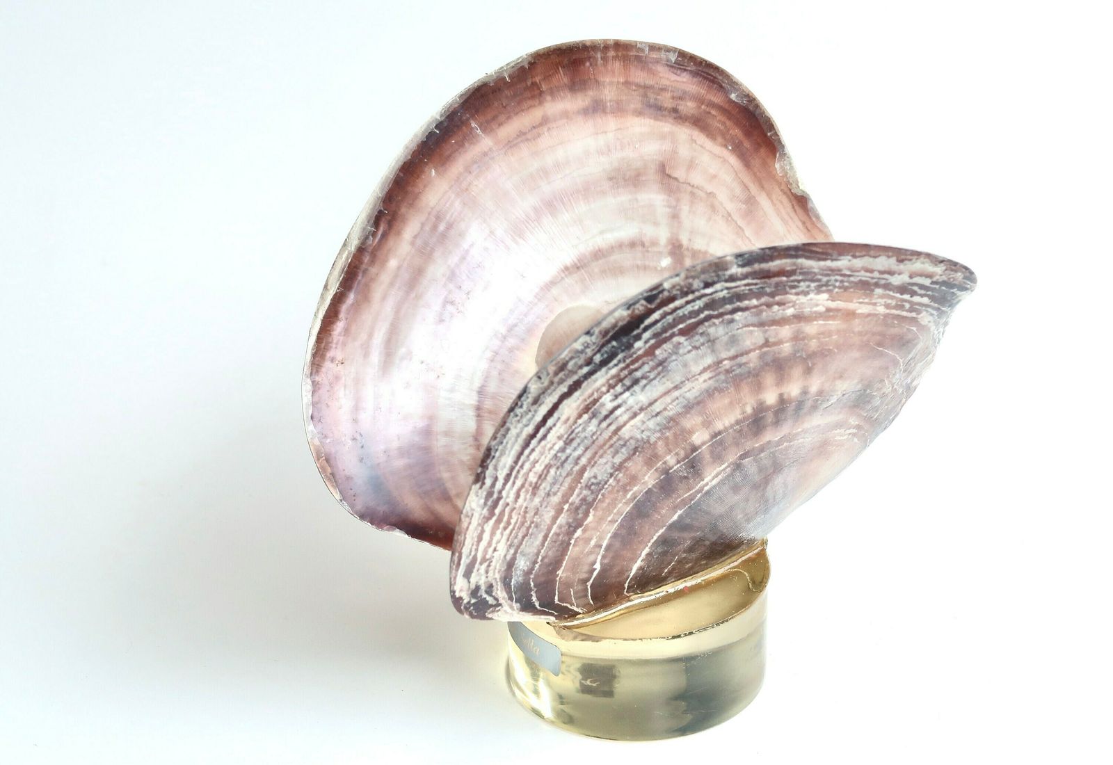 Butterfly Sculpture, Placenta Sella Seashells With Resin Base, 1970s / Cabinet Of Curiosities, Bathroom, Boho Chic, Folk photo Art