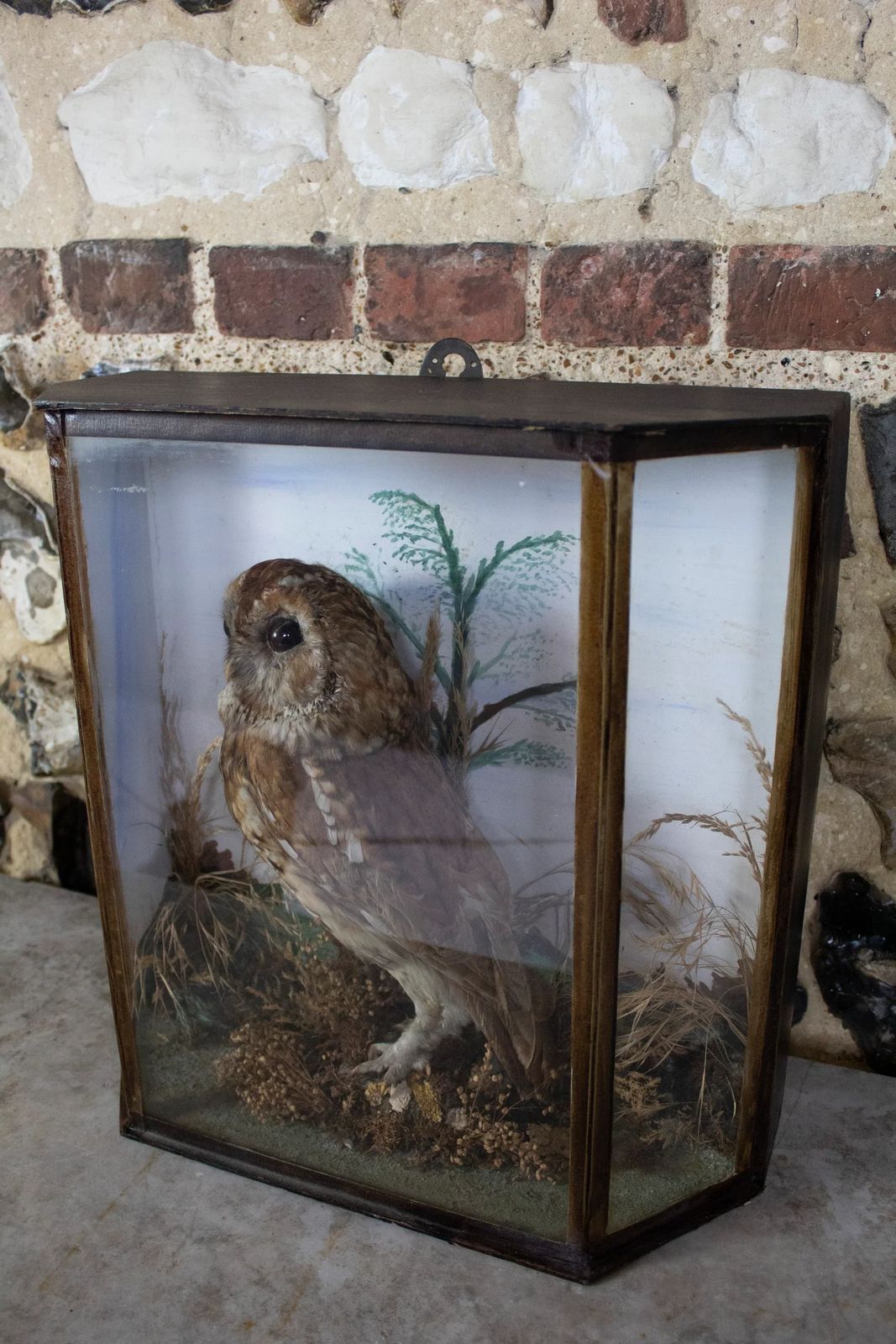 Taxidermy Tawny Owl (Strix Aluco) In Decorative Case photo for sale