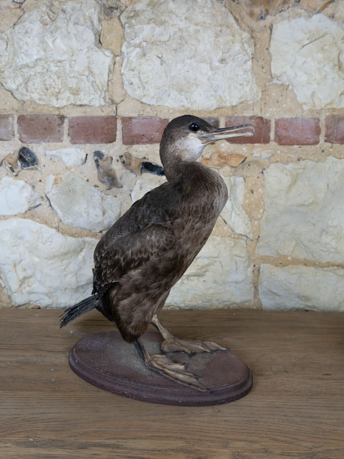 Taxidermy Cormorant photo furniture