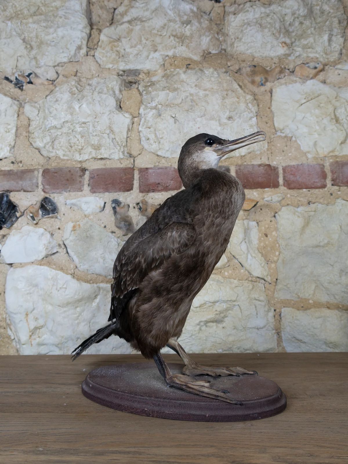 Taxidermy Cormorant photo for sale