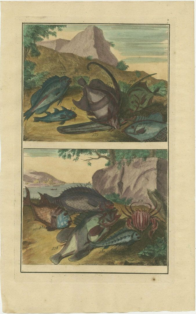 Set Of 3 Colored Antique Prints Of Various Fishes And Crustaceans photo for sale