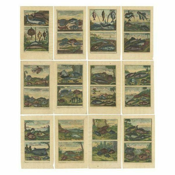 Set Of 12 Colored Antique Prints Of Various Fishes And Crustaceans