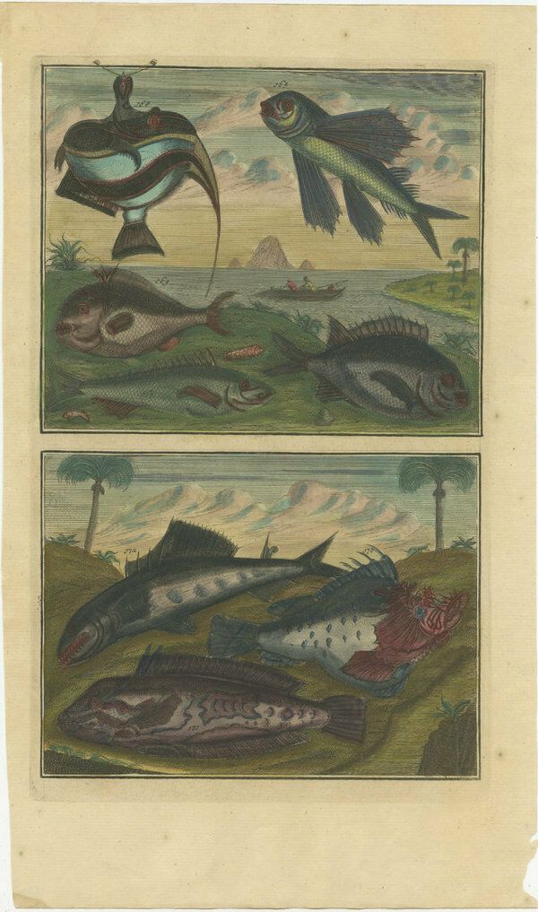 Set Of 12 Colored Antique Prints Of Various Fishes And Crustaceans photo 2385.0