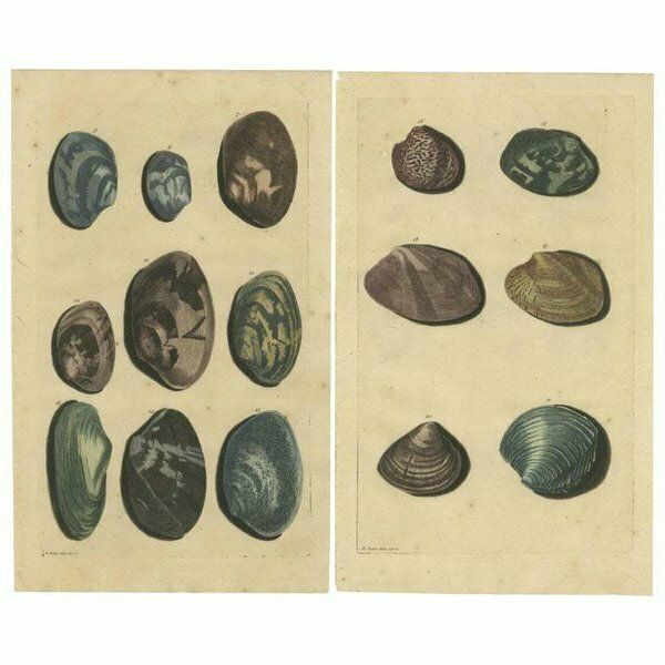 Set Of 2 Colored Antique Prints Of Various Sea Shells And Molluscs