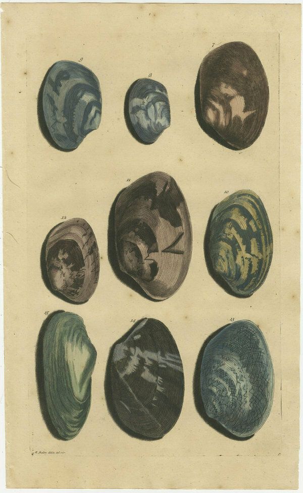 Set Of 2 Colored Antique Prints Of Various Sea Shells And Molluscs photo furniture