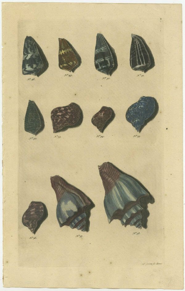 Set Of 4 Colored Antique Prints Of Various Sea Shells And Molluscs photo Art