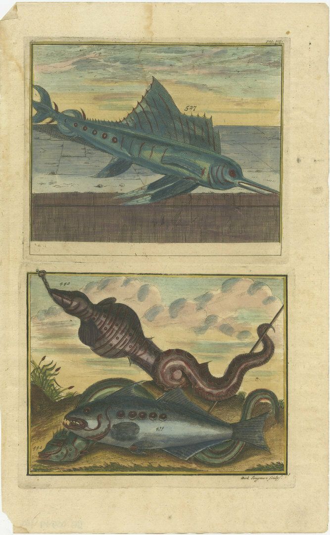 Set Of 8 Colo Red Antique Prints Of Various Fishes And Crustaceans photo Art