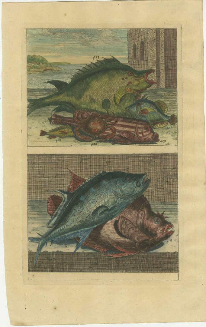 Set Of 8 Colo Red Antique Prints Of Various Fishes And Crustaceans photo vinterior