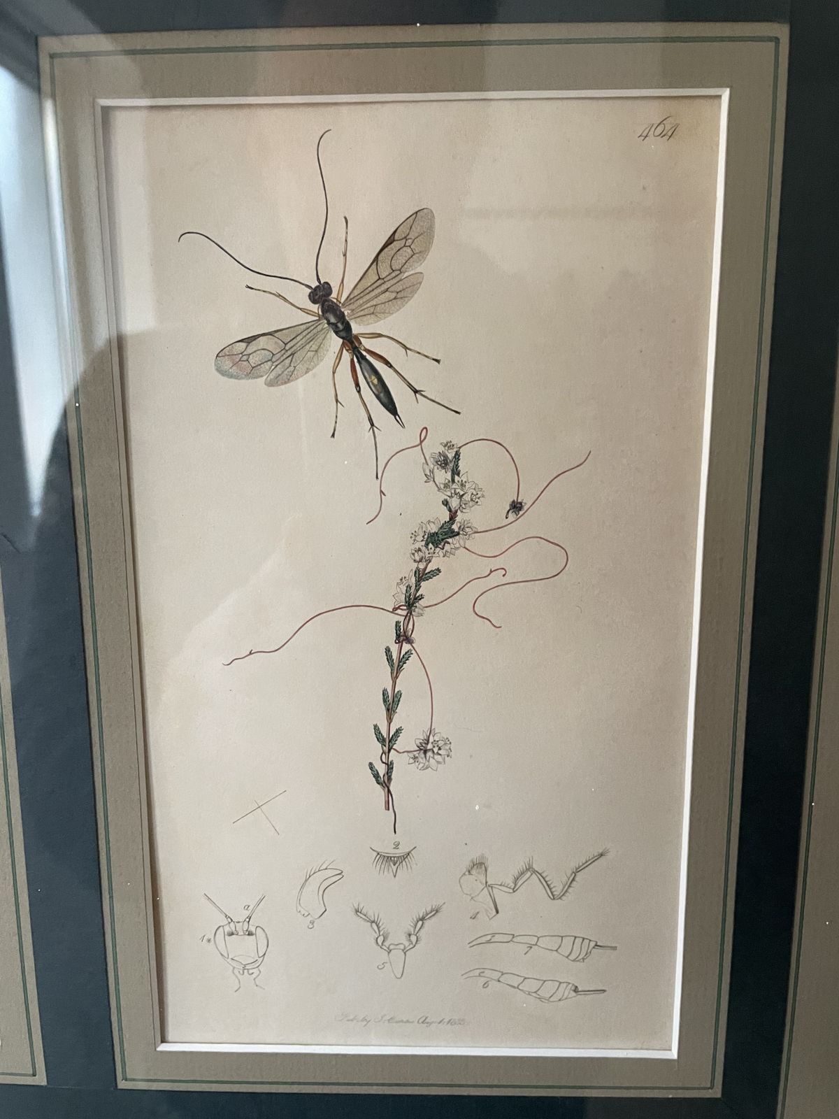 Antique Botanicals With Insects And Plants By John Curtis photo Art
