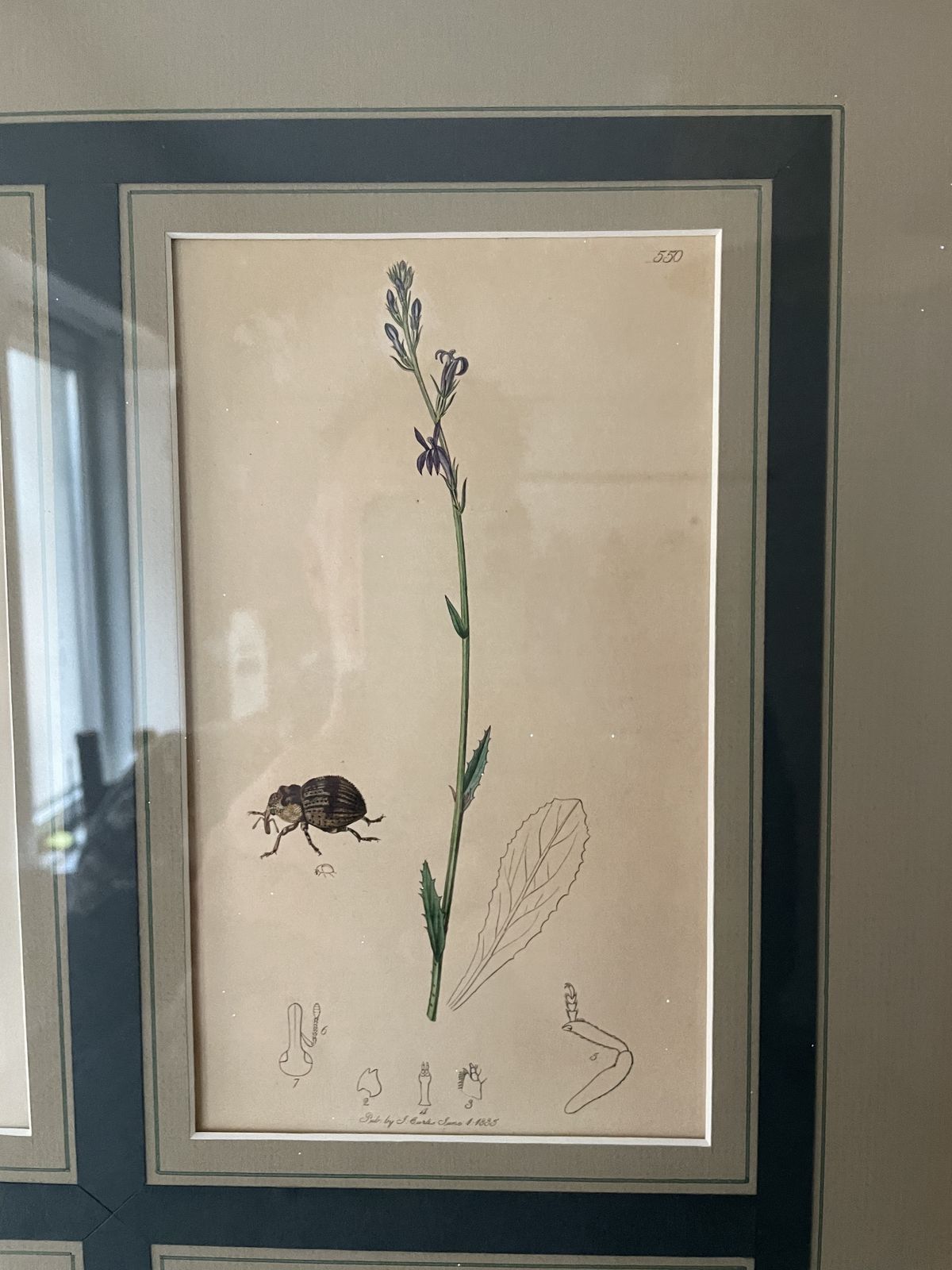 Antique Botanicals With Insects And Plants By John Curtis photo buy