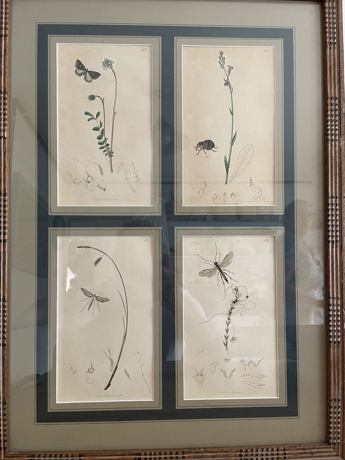 Antique Botanicals With Insects And Plants By John Curtis photo vintage