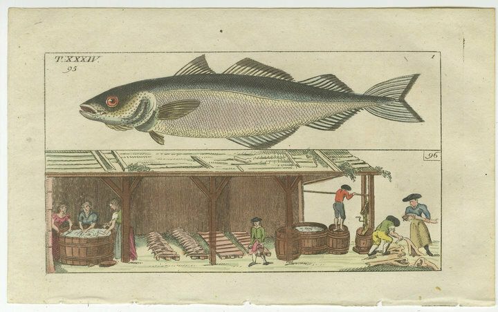Set Of 4 Antique Fish Prints   Beluga Sturgeon   Pollock   Atlantic Cod photo furniture