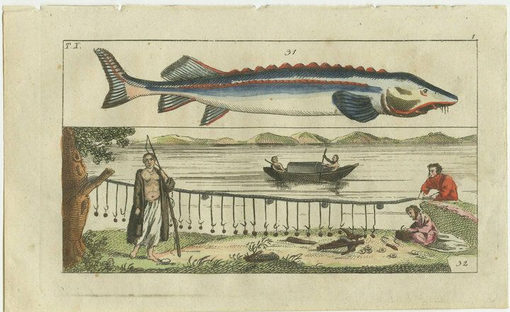Set Of 4 Antique Fish Prints   Beluga Sturgeon   Pollock   Atlantic Cod photo Art