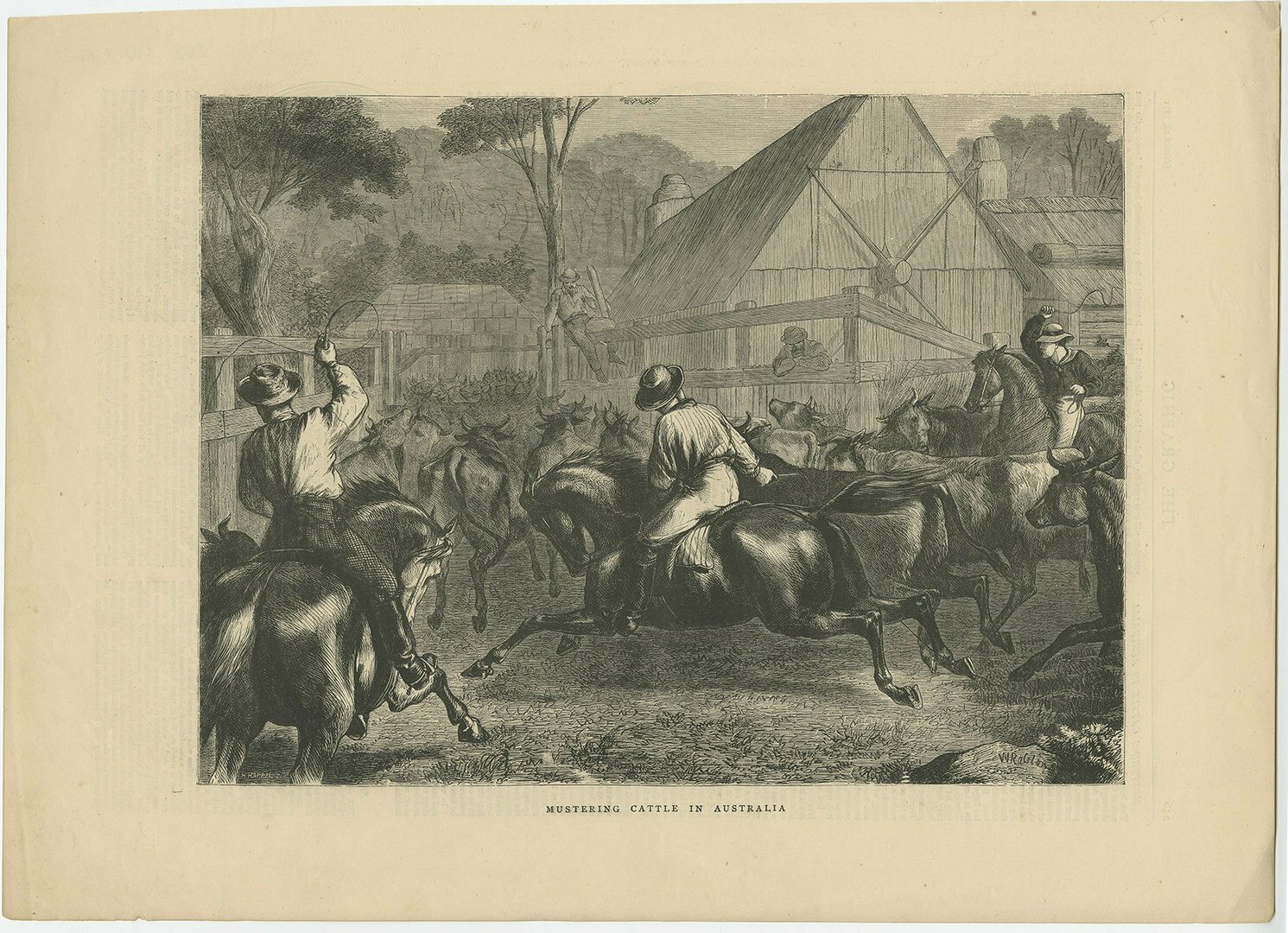 Antique Farm Print Of Mustering Cattle In Australia