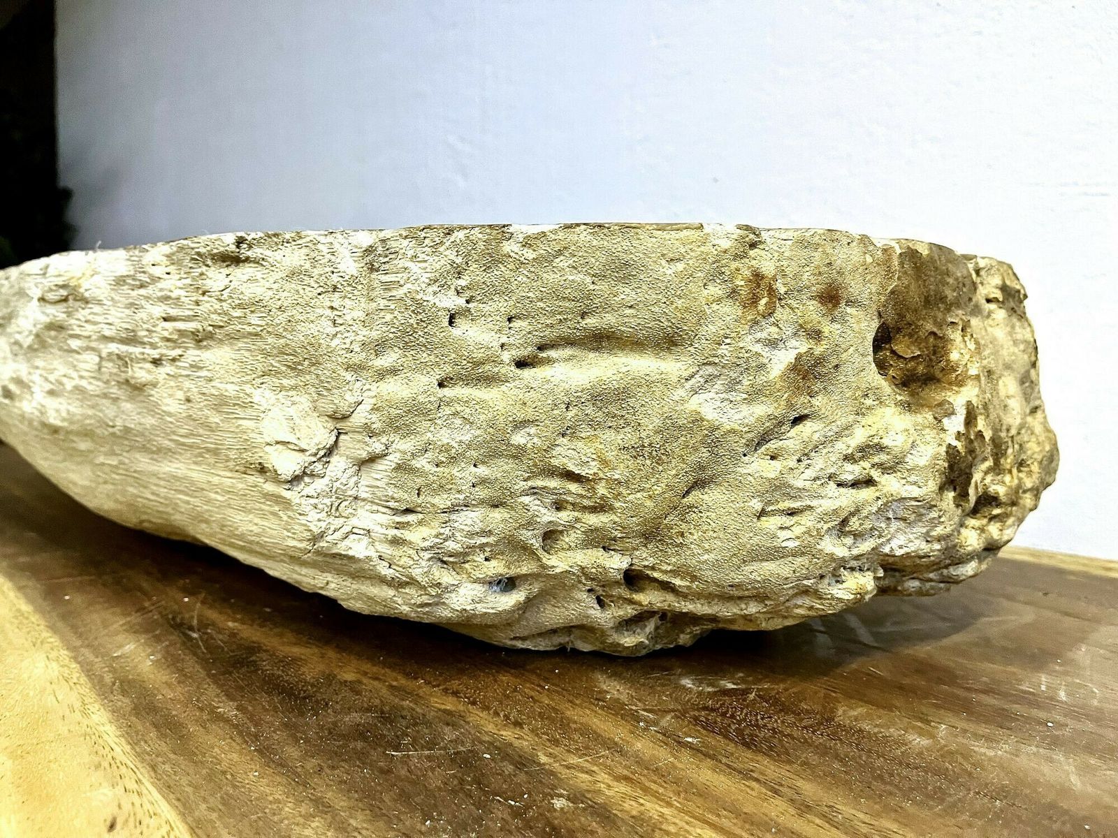 Petrified Wood Sink Grey/ Beige Tones, Polished   Top Quality, Idn 2023 photo vintage
