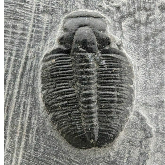 Fossil Stone Elrathia Kingii Trilobite Plate   Cambrian photo furniture