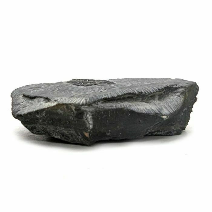 Fossil Stone Elrathia Kingii Trilobite Plate   Cambrian photo for sale