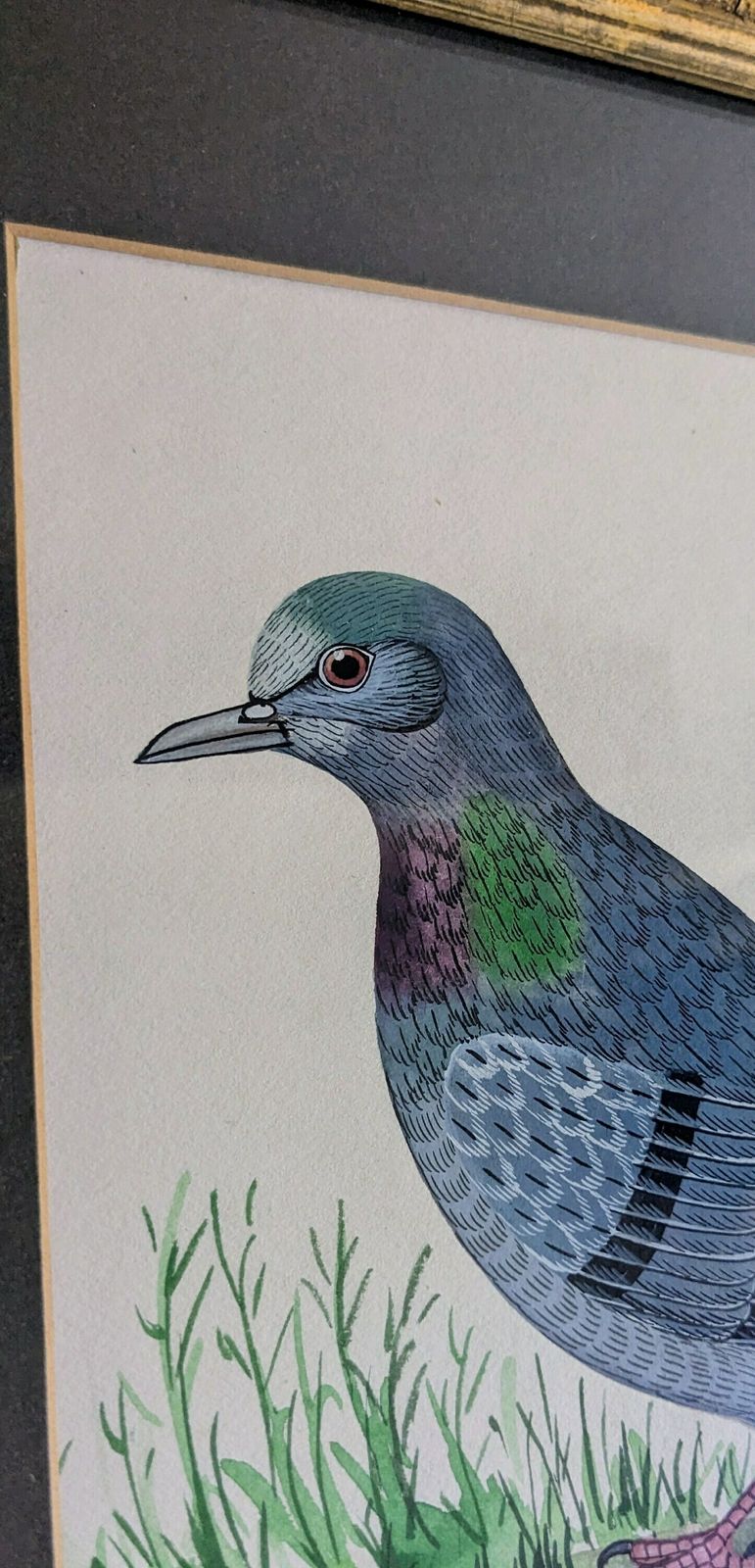 A Fine Original Watercolour Painting Of A Pigeon In An Antique Gilt Frame, Vintage Bird Art photo furniture