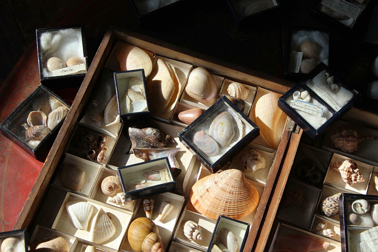 19th Century Large Collection Of Victorian Conchology Shell Specimens Taxidermy photo vinterior