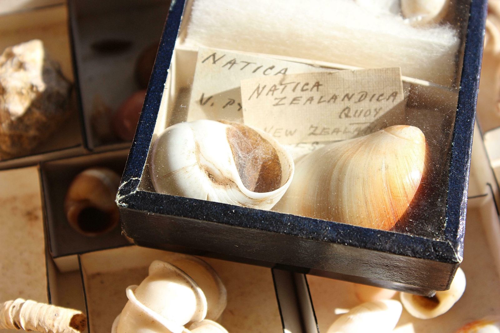 19th Century Large Collection Of Victorian Conchology Shell Specimens Taxidermy photo vintage