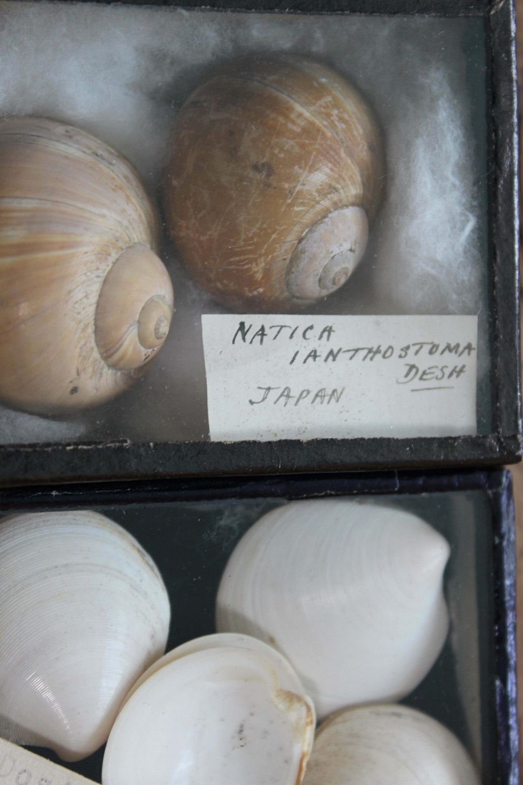 photo vinterior 19th Century Large Collection Of Victorian Conchology Shell Specimens Taxidermy