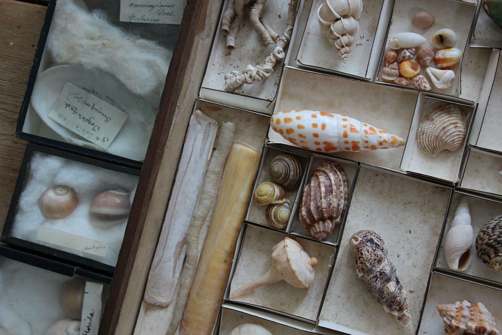 photo vintage 19th Century Large Collection Of Victorian Conchology Shell Specimens Taxidermy