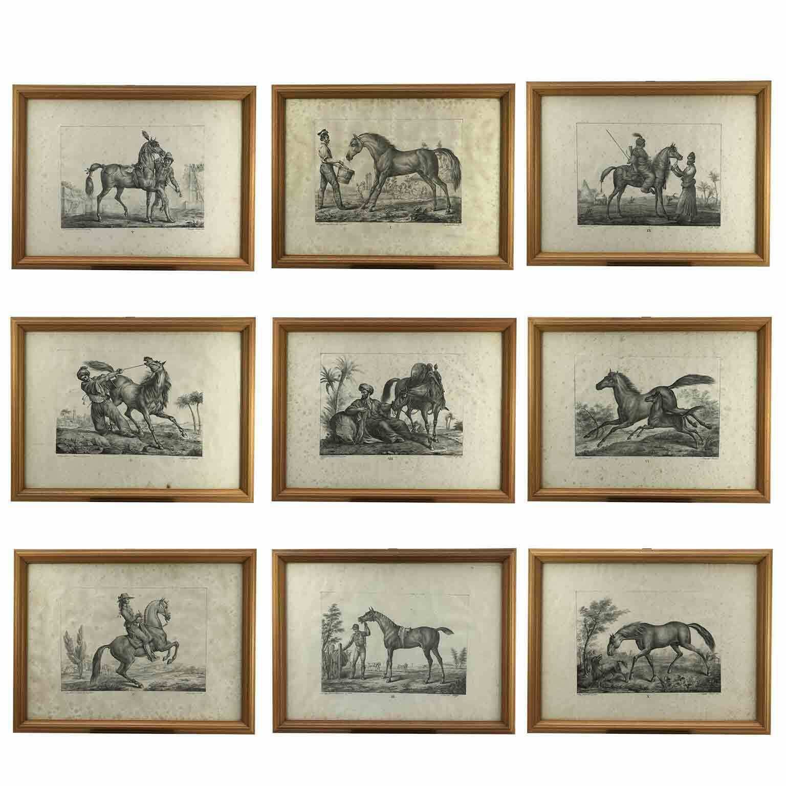 Luigi Giarré Horse Breeds Known In Europe Florence 1822