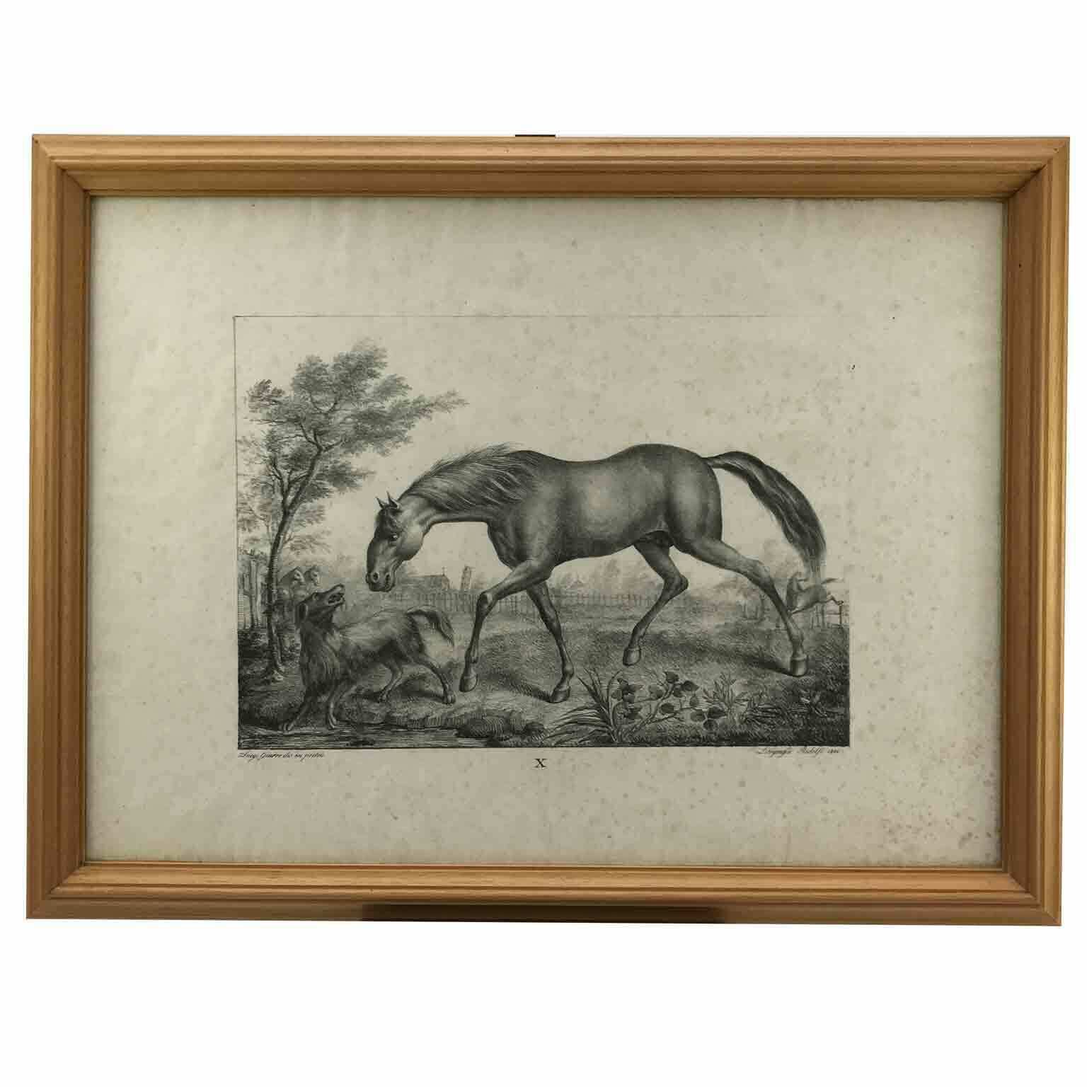 photo for sale Luigi Giarré Horse Breeds Known In Europe Florence 1822