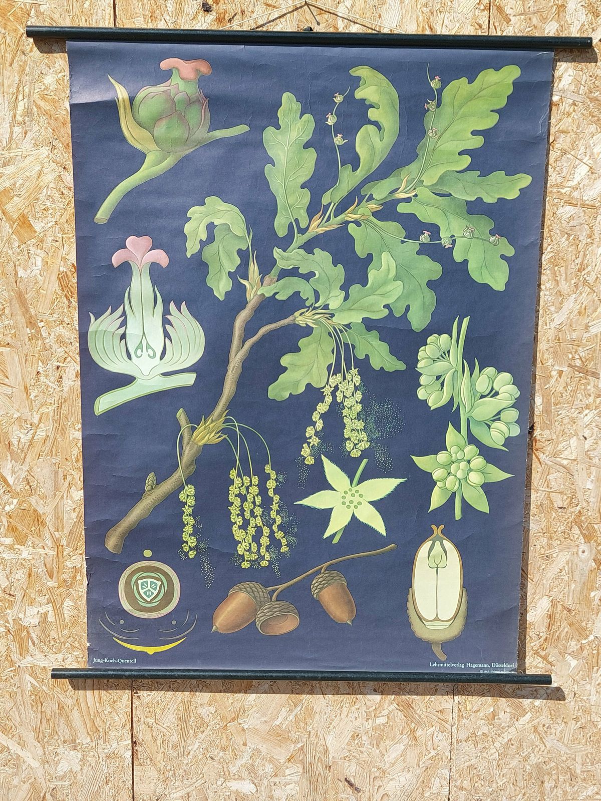 Vintage Original German Educational Poster/Oak Tree/Vintage School Wall Chart/Roll Down Print/Botanical Chart/Jung Koch Quentell/67's