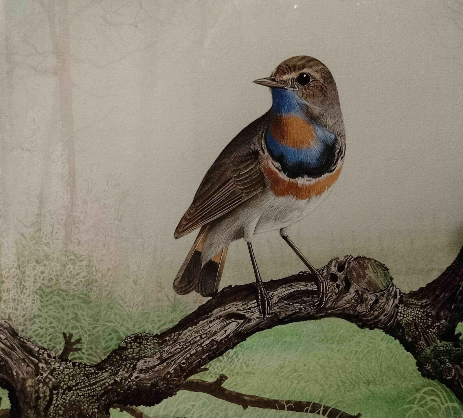 photo for sale Signed Original Ornithology Gouache Painting Of Bird Bluethroat Chris Shields