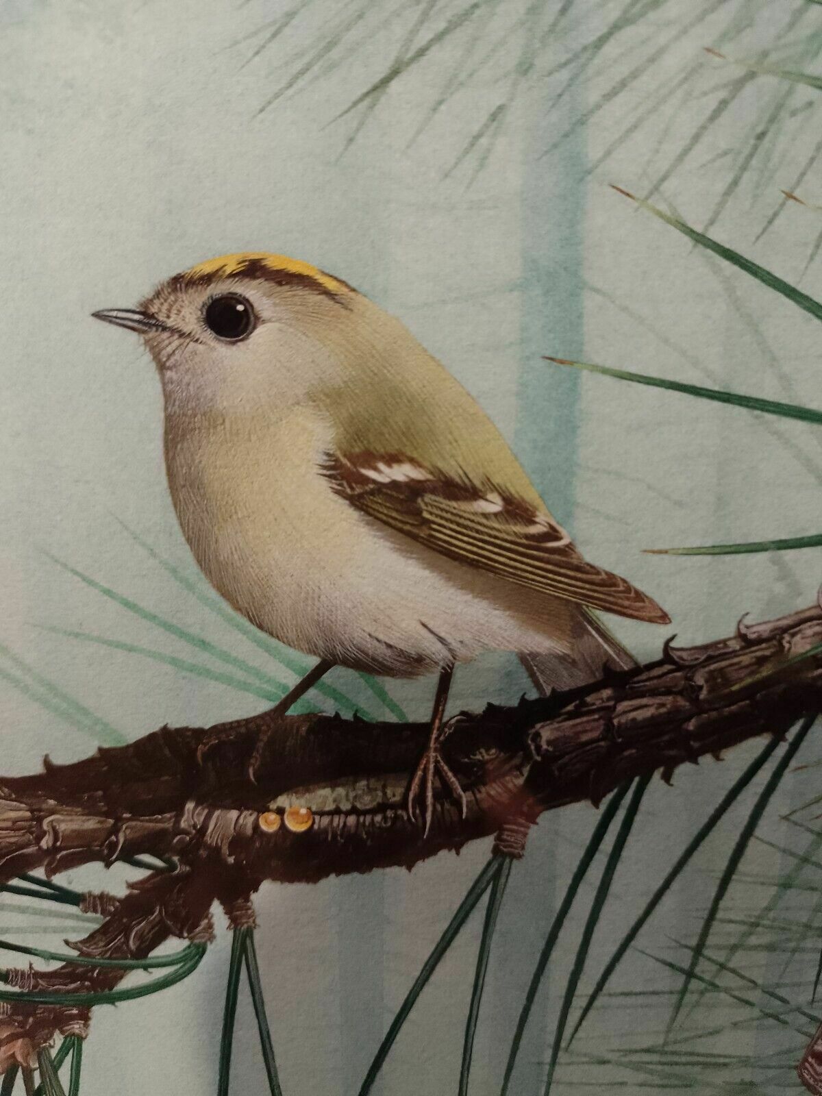 Signed Original Ornithology Gouache Painting Of Birds Chris Shields Goldcrests photo vinterior