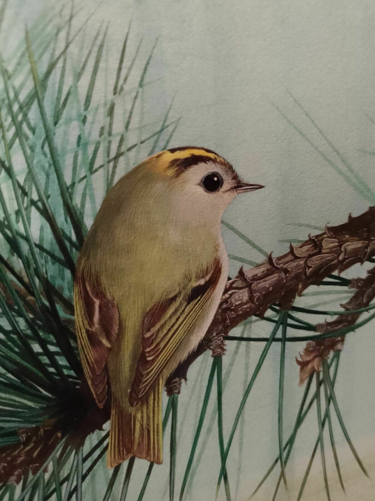 Signed Original Ornithology Gouache Painting Of Birds Chris Shields Goldcrests photo buy