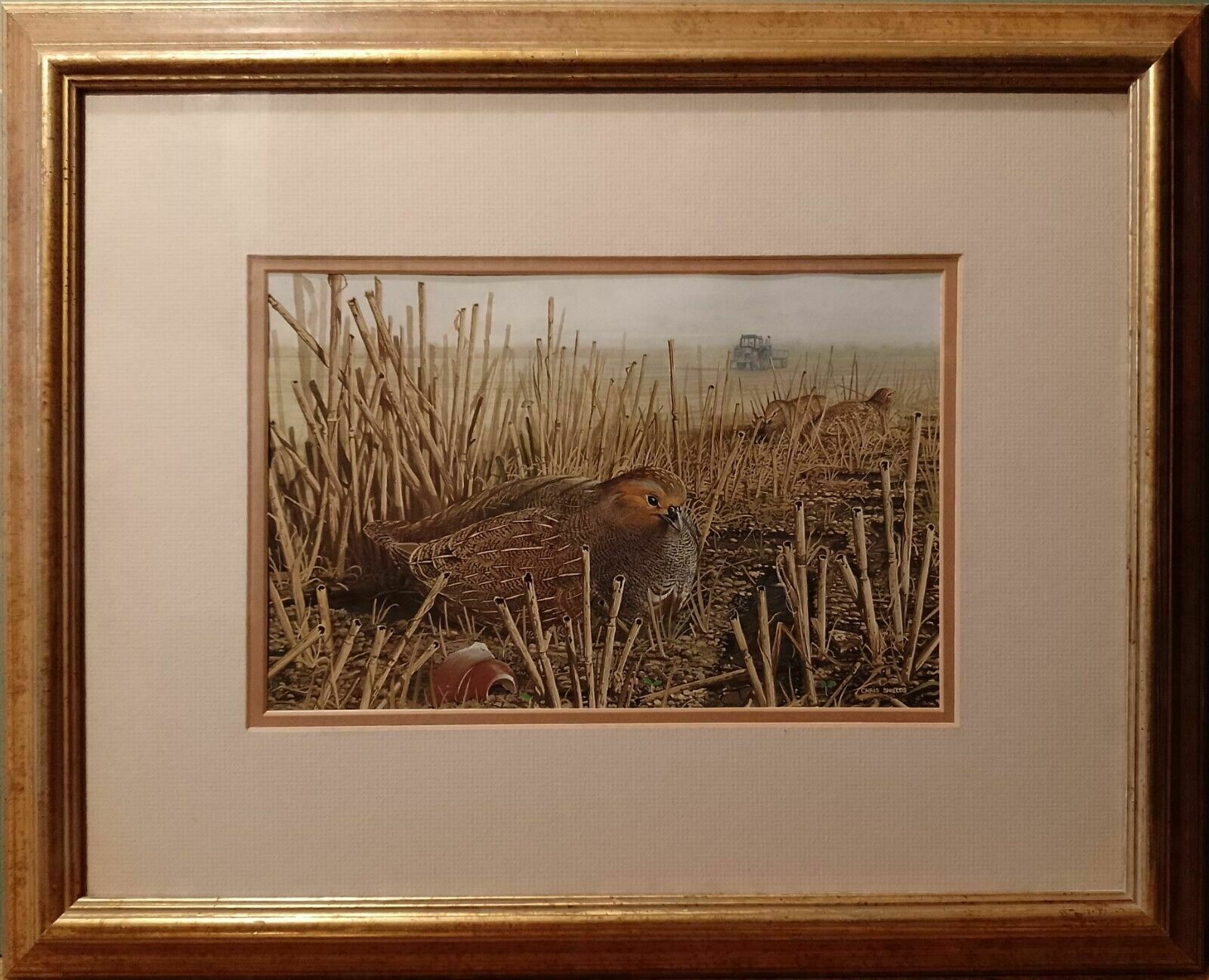 Signed Original Ornithology Gouache Painting Of Birds Chris Shields Grouse photo 299.0