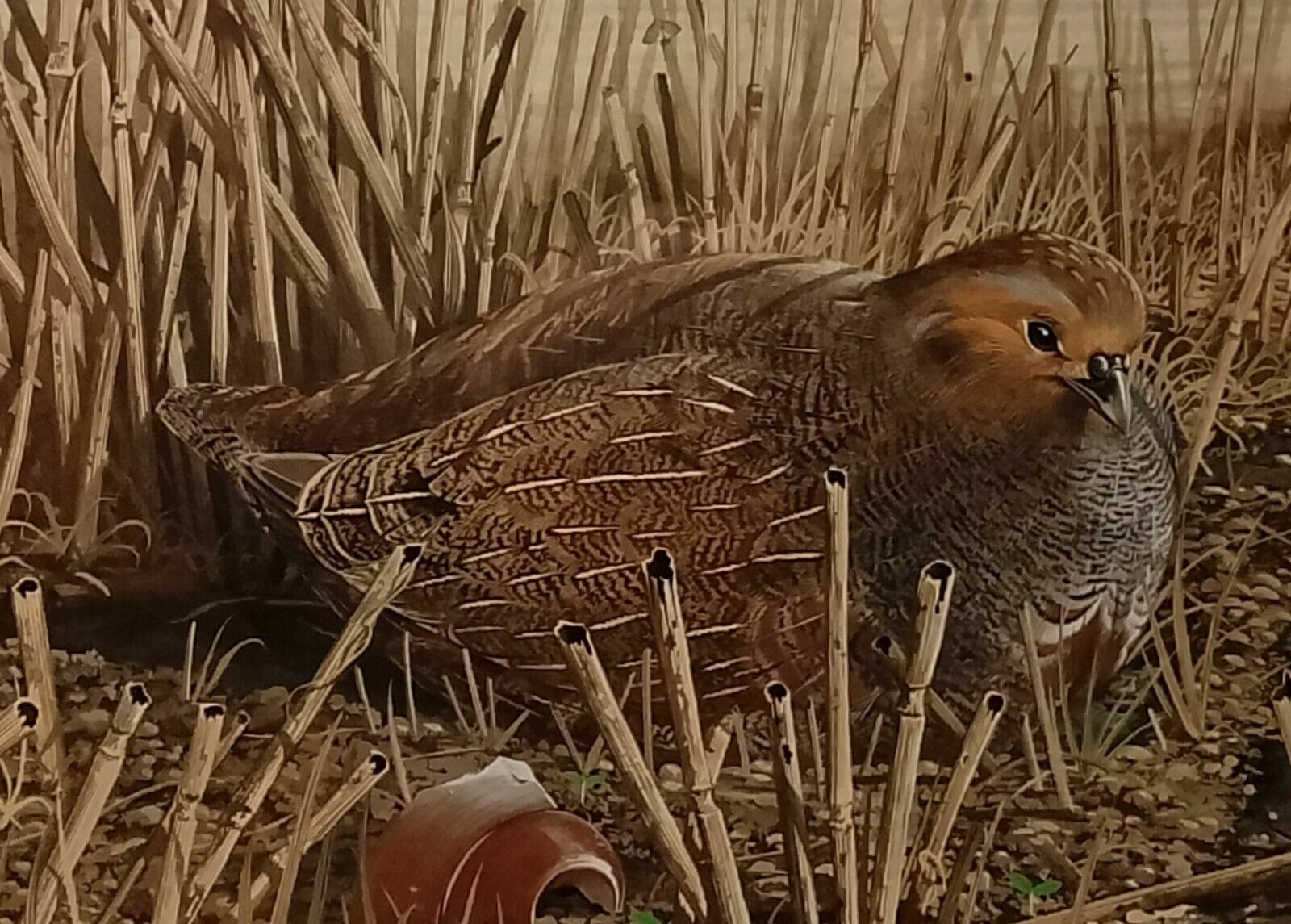 Signed Original Ornithology Gouache Painting Of Birds Chris Shields Grouse photo vinterior