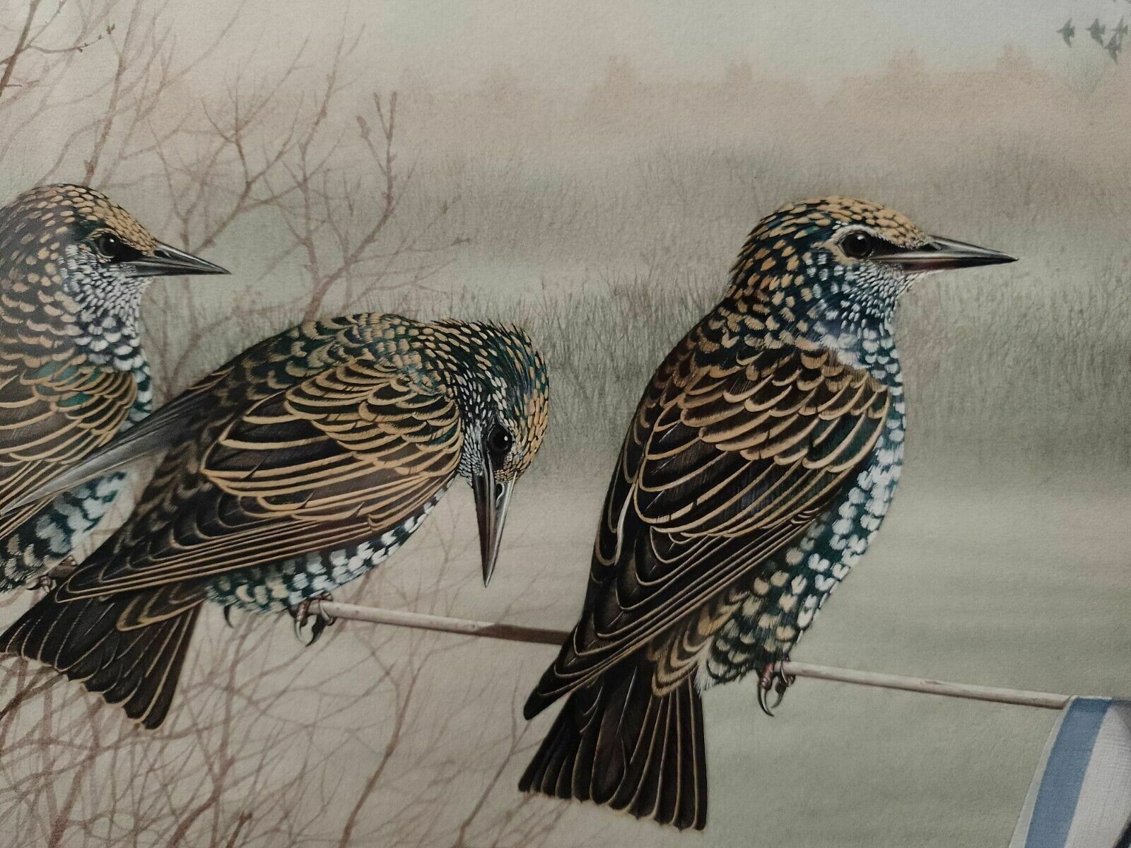 Signed Original Ornithology Gouache Painting Of Bird 3 Starlings Chris Shields photo 299.0