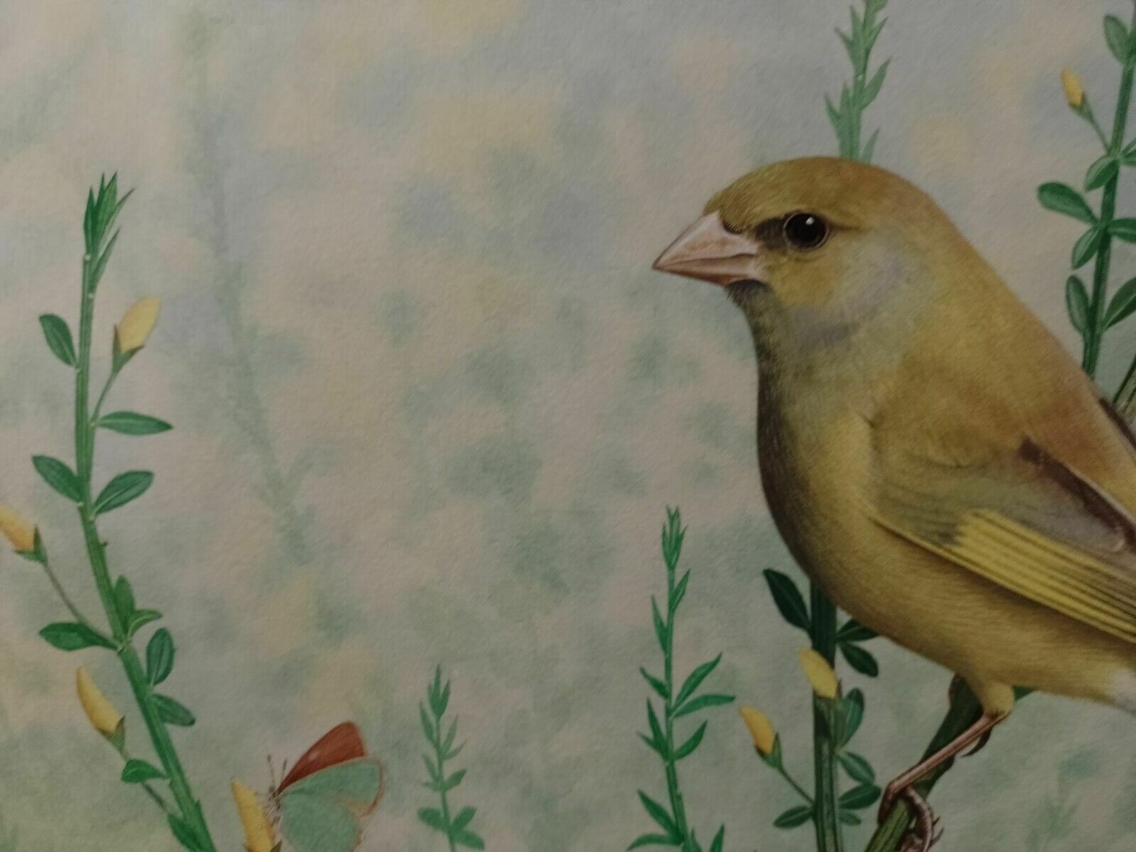 Signed Original Ornithology Gouache Painting Of Bird Greenfinch Chris Shields photo 299.0