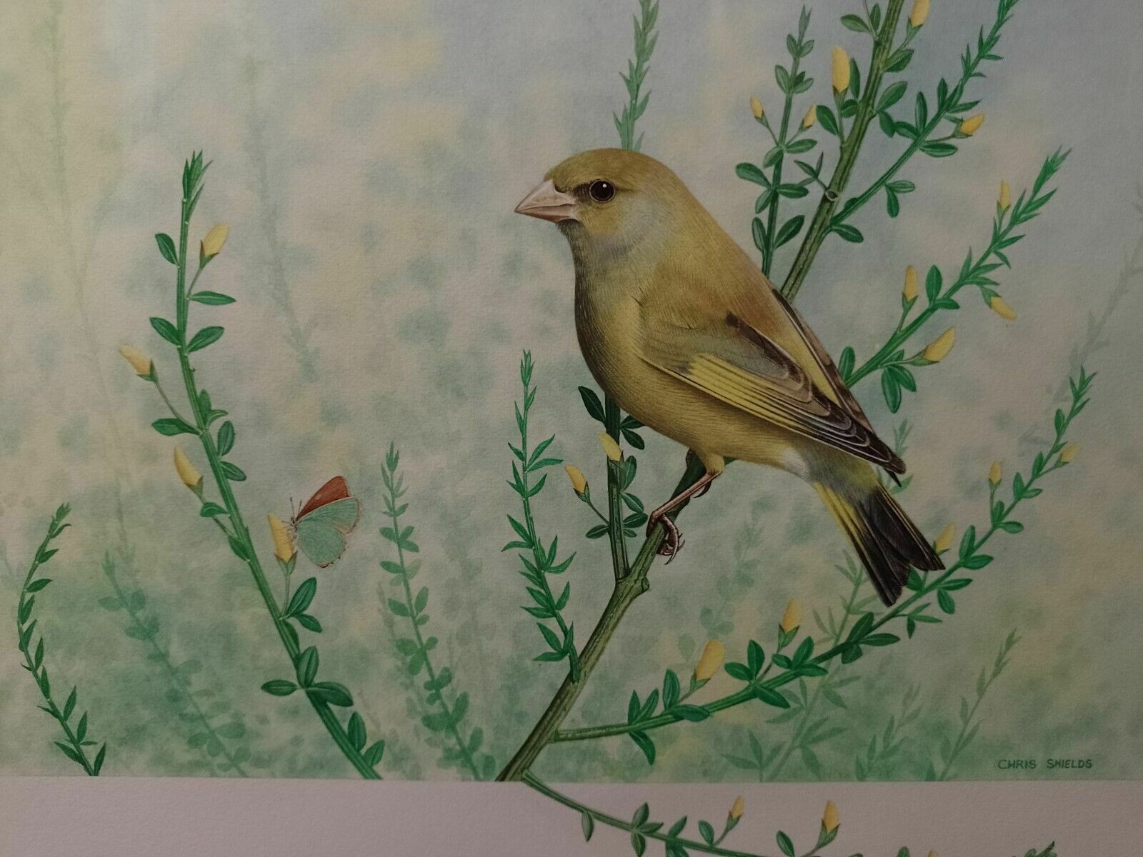 Signed Original Ornithology Gouache Painting Of Bird Greenfinch Chris Shields photo vinterior