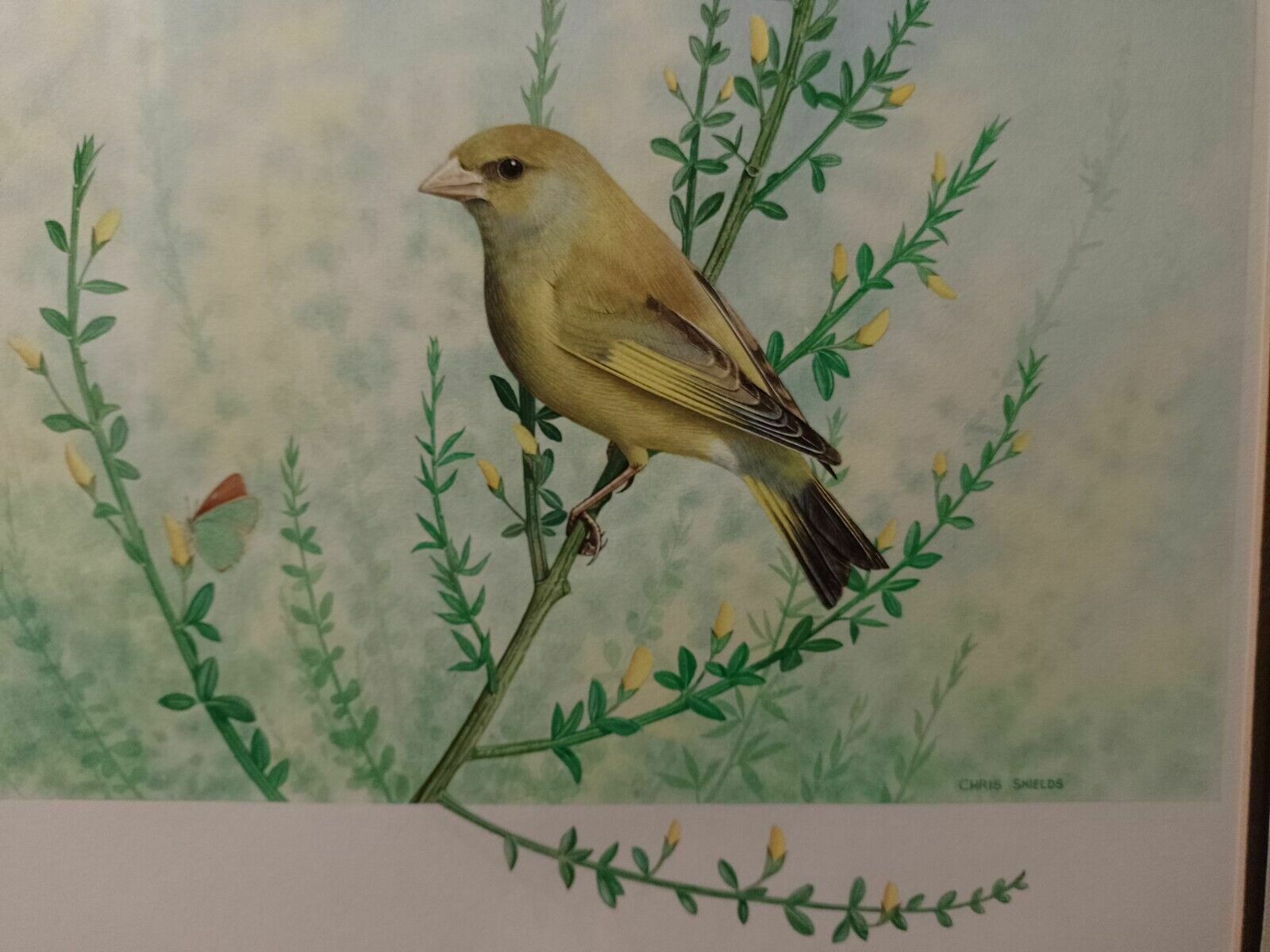 Signed Original Ornithology Gouache Painting Of Bird Greenfinch Chris Shields photo buy